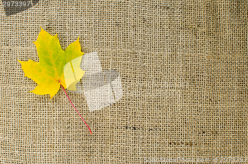 Image of One yellow maple leaf at burlap