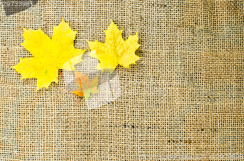 Image of Colored maple leaves at burlap