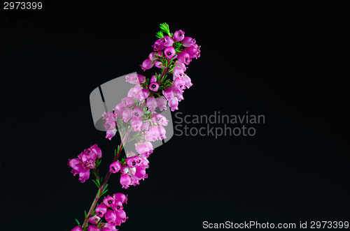 Image of Heather flower detail at black background