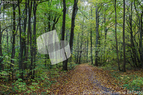 Image of Autumn by the footpath