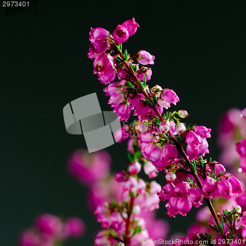 Image of Heather flower close up