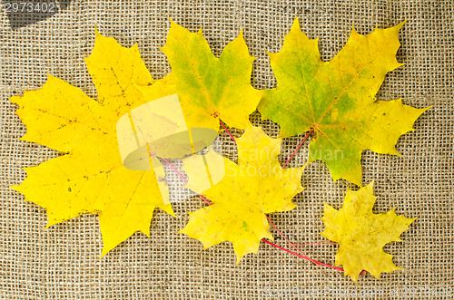 Image of Yellow maple leaves at burlap