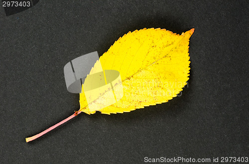 Image of One shiny yellow leaf