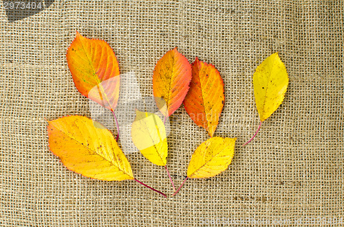 Image of Colored leaves at burlap