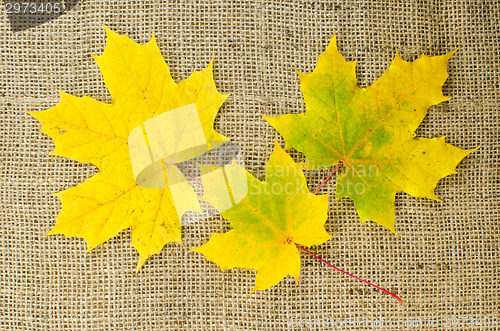 Image of Maple leaves in fall colors