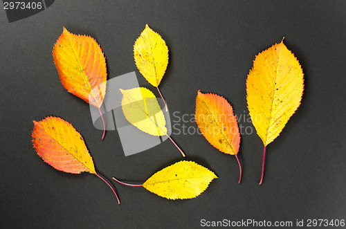 Image of Colorful autumn leaves