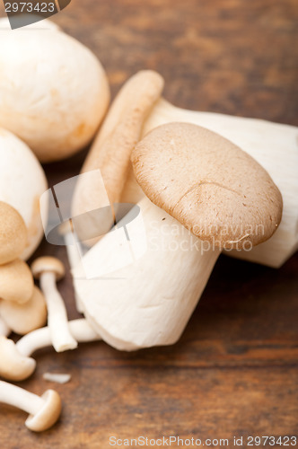 Image of fresh wild mushrooms