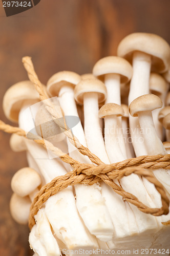 Image of fresh wild mushrooms