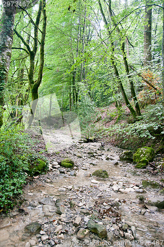 Image of France Savoie forest walks