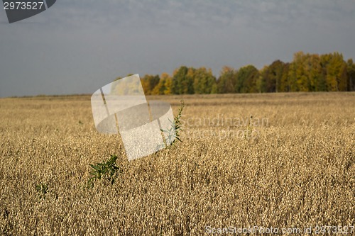 Image of autumn landscapes