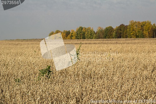 Image of autumn landscapes