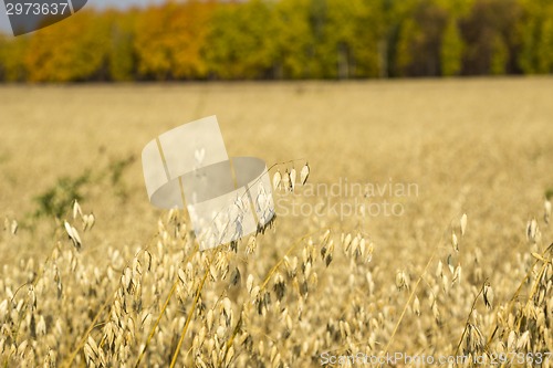 Image of autumn landscapes