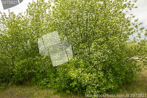 Image of white cherries.