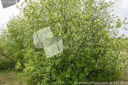 Image of white cherries.
