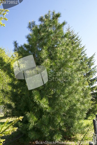 Image of spring came
