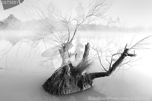 Image of Lone tree on a foggy morning at Pugh's Lagoon