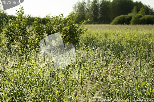 Image of summer landscape