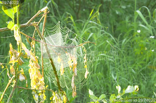 Image of summer landscape