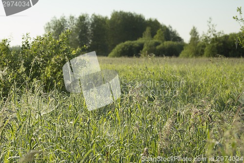 Image of summer landscape