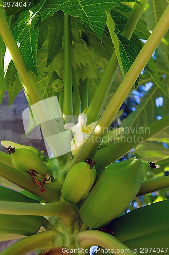 Image of papaya fruit in tree with flower