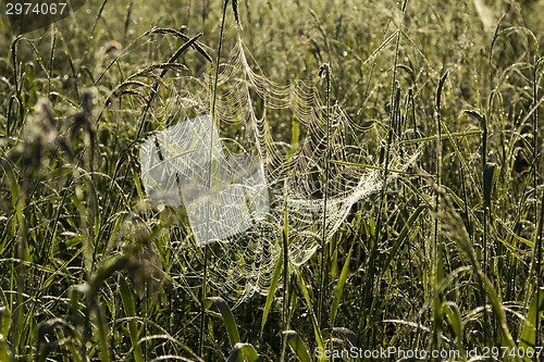 Image of summer landscape