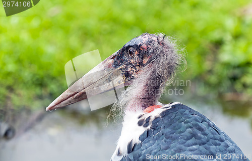 Image of Marabou stork