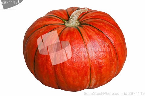 Image of Pumpkin on white.