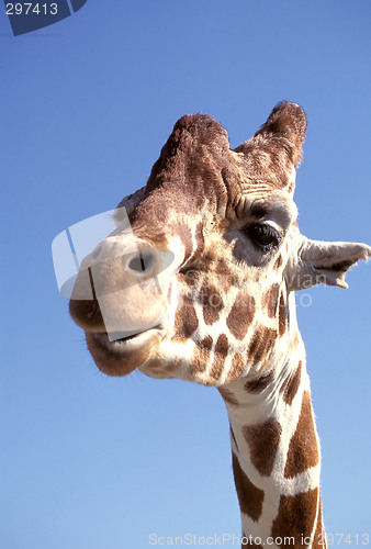 Image of Giraffe