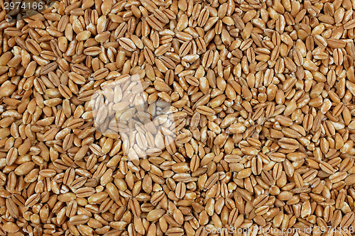 Image of Farro dicocco, or Italian spelt, background 