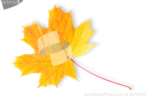 Image of Autumn Maple Leaf