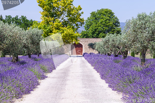 Image of Lavander garden