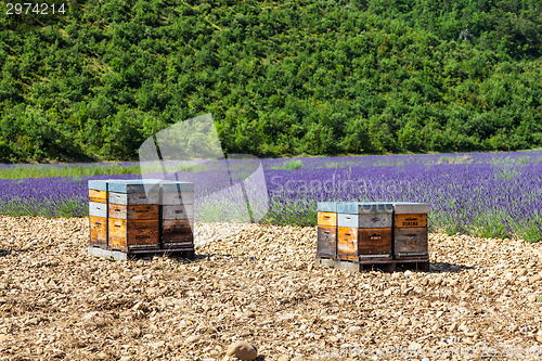 Image of Beehive close to lavander field