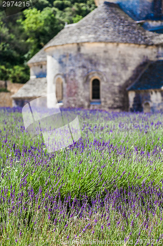 Image of Lavander field