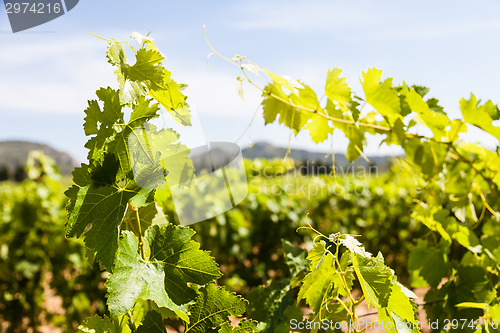 Image of Provence vineyard