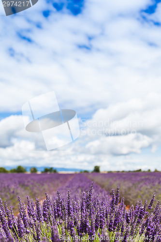 Image of Lavander field