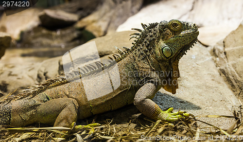 Image of Green Iguana