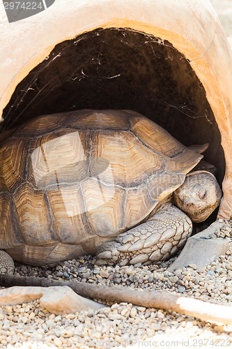 Image of African Spurred Tortoise