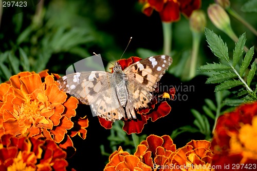 Image of Butterfly