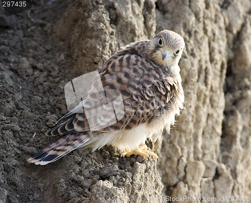 Image of Falco