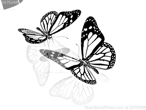 Image of Butterfly