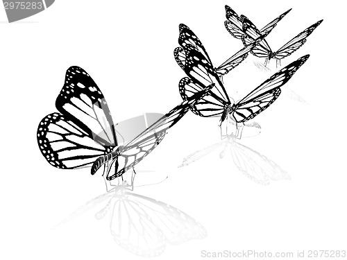 Image of Butterfly