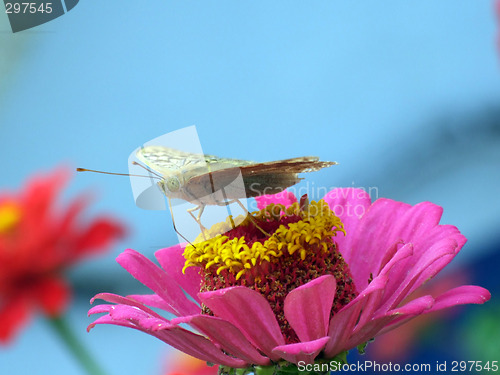 Image of The greater butterfly on a pink flower