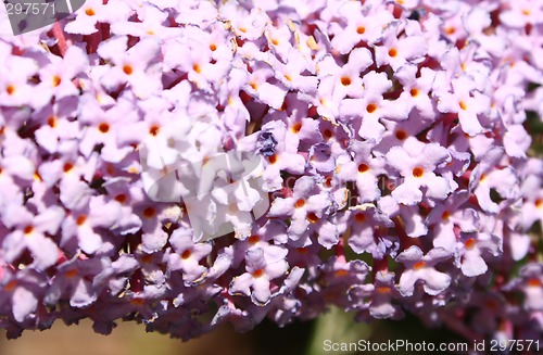 Image of buddleja background