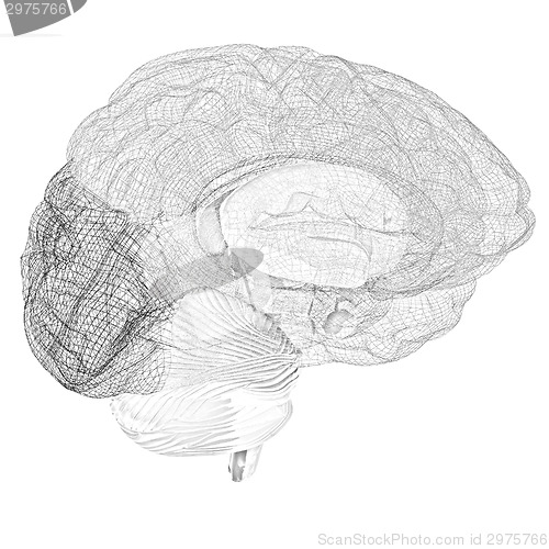 Image of Creative concept of the human brain