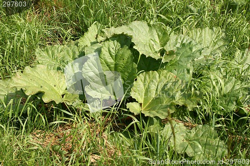 Image of rhubarb