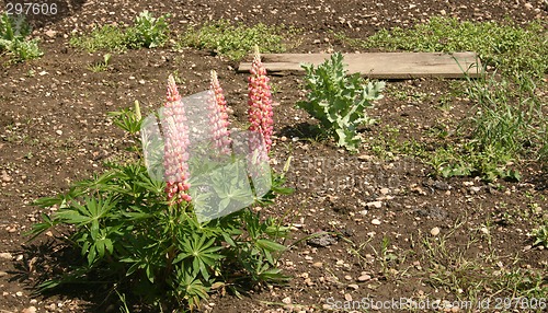 Image of lupins