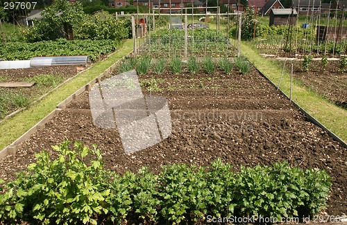 Image of allotment plot