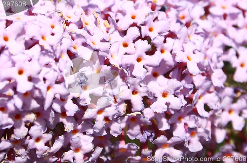 Image of buddleja flower