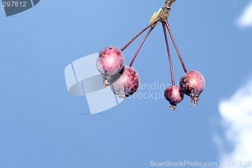 Image of abstract crabb apples