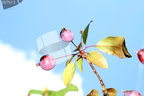 Image of abstract crabb apples